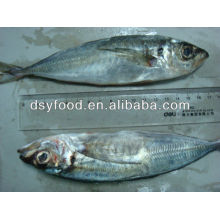 price frozen horse mackerel W/R IQF FISH